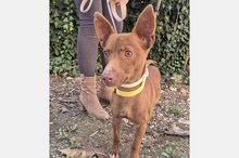 VENUS, Hund, Podenco Maneto in Spanien - Bild 3