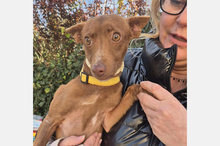 VENUS, Hund, Podenco Maneto in Spanien - Bild 4