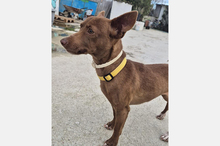 VENUS, Hund, Podenco Maneto in Spanien - Bild 5