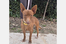 VENUS, Hund, Podenco Maneto in Spanien - Bild 6