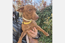 VENUS, Hund, Podenco Maneto in Spanien - Bild 7
