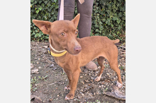 VENUS, Hund, Podenco Maneto in Spanien - Bild 8