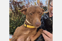 VENUS, Hund, Podenco Maneto in Spanien - Bild 9