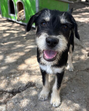RAFAELLO, Hund, Mischlingshund in Bulgarien