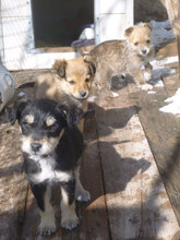 RAFAELLO, Hund, Mischlingshund in Bulgarien - Bild 10