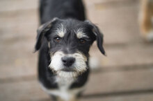 RAFAELLO, Hund, Mischlingshund in Bulgarien - Bild 2