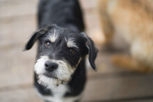 RAFAELLO, Hund, Mischlingshund in Bulgarien - Bild 3