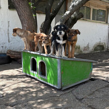 RAFAELLO, Hund, Mischlingshund in Bulgarien - Bild 4