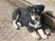 RAFAELLO, Hund, Mischlingshund in Bulgarien - Bild 5
