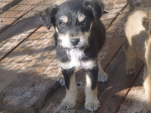 RAFAELLO, Hund, Mischlingshund in Bulgarien - Bild 6