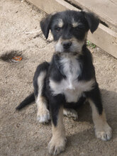 RAFAELLO, Hund, Mischlingshund in Bulgarien - Bild 8