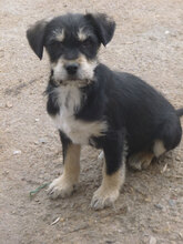 RAFAELLO, Hund, Mischlingshund in Bulgarien - Bild 9