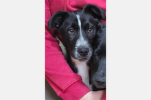 ALPHA, Hund, Mischlingshund in Spanien