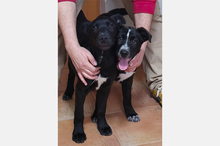 ALPHA, Hund, Mischlingshund in Spanien - Bild 3
