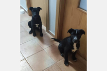 ALPHA, Hund, Mischlingshund in Spanien - Bild 4