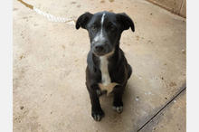 ALPHA, Hund, Mischlingshund in Spanien - Bild 5