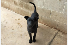 OMEGA, Hund, Mischlingshund in Spanien - Bild 2