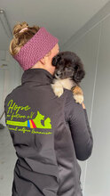 LEILA, Hund, Mischlingshund in Rumänien - Bild 3