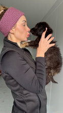 LEILA, Hund, Mischlingshund in Rumänien - Bild 4