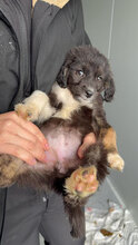 LEILA, Hund, Mischlingshund in Rumänien - Bild 5