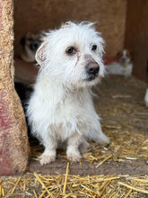 BONITA, Hund, Mischlingshund in Rumänien - Bild 1