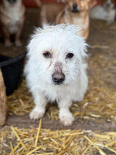 BONITA, Hund, Mischlingshund in Rumänien - Bild 2