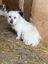 BONITA, Hund, Mischlingshund in Rumänien - Bild 4