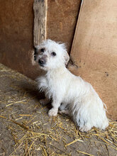 BONITA, Hund, Mischlingshund in Rumänien - Bild 6