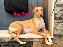 ANITA1, Hund, Podenco in Spanien - Bild 1