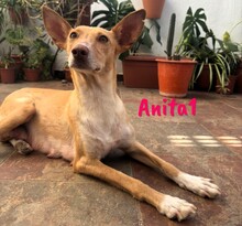 ANITA1, Hund, Podenco in Spanien - Bild 2