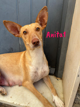 ANITA1, Hund, Podenco in Spanien - Bild 3