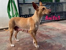 ANITA1, Hund, Podenco in Spanien - Bild 4