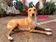 ANITA1, Hund, Podenco in Spanien - Bild 5