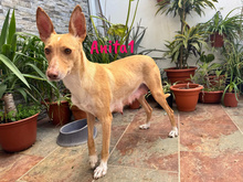 ANITA1, Hund, Podenco in Spanien - Bild 7