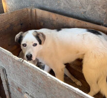 RAGNAR, Hund, Mischlingshund in Rumänien - Bild 1