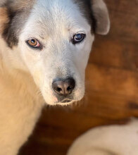 RAGNAR, Hund, Mischlingshund in Rumänien - Bild 2