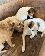 RAGNAR, Hund, Mischlingshund in Rumänien - Bild 3