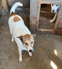 RAGNAR, Hund, Mischlingshund in Rumänien - Bild 4
