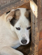 RAGNAR, Hund, Mischlingshund in Rumänien - Bild 5