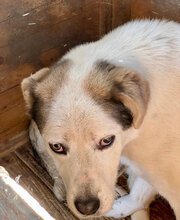 RAGNAR, Hund, Mischlingshund in Rumänien - Bild 6