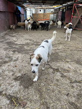RAGNAR, Hund, Mischlingshund in Rumänien - Bild 8
