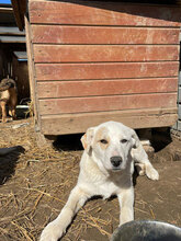 ECKI, Hund, Mischlingshund in Rumänien - Bild 1