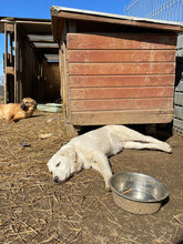 ECKI, Hund, Mischlingshund in Rumänien - Bild 3