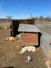 ECKI, Hund, Mischlingshund in Rumänien - Bild 4