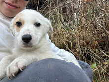 ECKI, Hund, Mischlingshund in Rumänien - Bild 6