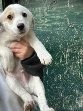ECKI, Hund, Mischlingshund in Rumänien - Bild 7