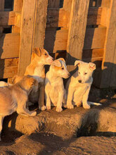 ECKI, Hund, Mischlingshund in Rumänien - Bild 8