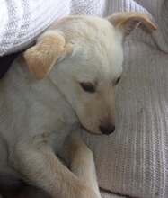 JAYKE, Hund, Mischlingshund in Bulgarien - Bild 2