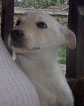 JAYKE, Hund, Mischlingshund in Bulgarien - Bild 3