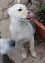 JAYKE, Hund, Mischlingshund in Bulgarien - Bild 4